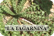 La Tagarnina