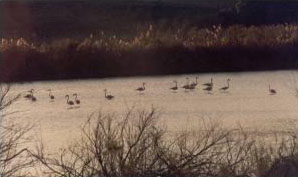 Laguna salada de Zorrilla