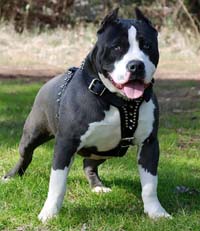 Perros peligrosos